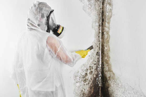 Best Commercial Mold Removal  in Altamont, KS