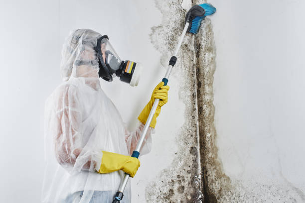 Best Mold Cleaning Services  in Altamont, KS