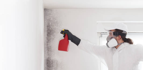 Office Mold Removal Services in Altamont, KS