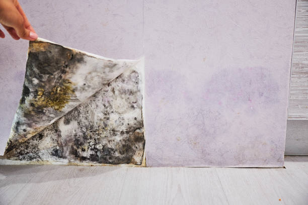 Trusted Altamont, KS Mold Removal Experts